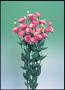 Seminte profesionale EUSTOMA - Lisianthus - imagine 48851